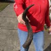 Kudu horn for sale ...