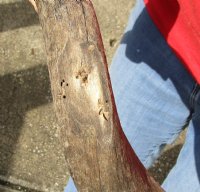 Kudu horn for sale measuring 22 inches, for making a shofar.  You are buying the horn in the photos for $20.00 (holes)