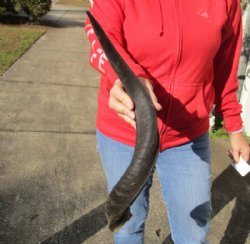 Kudu horn for sale measuring 22 inches, for making a shofar for $20.00 