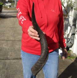 Kudu horn for sale measuring 22 inches, for making a shofar for $20.00 