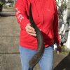 Kudu horn for sale measuring 22 inches, for making a shofar.  You are buying the horn in the photos for $20.00 (Splits)