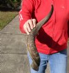 Kudu horn for sale measuring 24 inches, for making a shofar.  You are buying the horn in the photos for $20.00 (dried out)