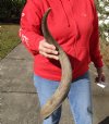 Kudu horn for sale measuring 27 inches, for making a shofar.  You are buying the horn in the photos for $25.00 (Dried out)