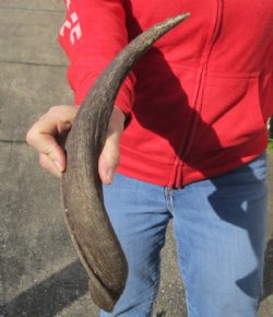 Kudu horn for sale measuring 17 inches, for making a shofar for $14.00 