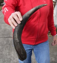 Kudu horn for sale measuring 18 inches, for making a shofar.  You are buying the horn in the photos for $14.00 (Holes)