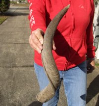 Kudu horn for sale measuring 21 inches, for making a shofar.  You are buying the horn in the photos for $20.00 (Dried out)