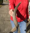 Kudu horn for sale measuring 21 inches, for making a shofar.  You are buying the horn in the photos for $20.00 (Dried out)