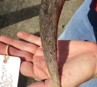 Kudu horn for sale measuring 19 inches, for making a shofar.  You are buying the horn in the photos for $14.00 (Holes)