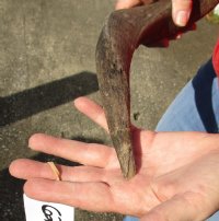 Kudu horn for sale measuring 16 inches, for making a shofar.  You are buying the horn in the photos for $14.00 (Dried out)