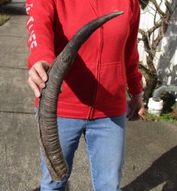 Kudu horn for sale measuring 24 inches, for making a shofar for $20.00 