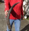 Kudu horn for sale measuring 24 inches, for making a shofar.  You are buying the horn in the photos for $20.00 (deformed)