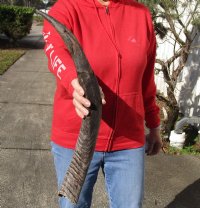 Kudu horn for sale measuring 24 inches, for making a shofar for $20.00 