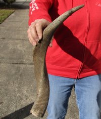 Kudu horn for sale measuring 21 inches, for making a shofar for $20.00 