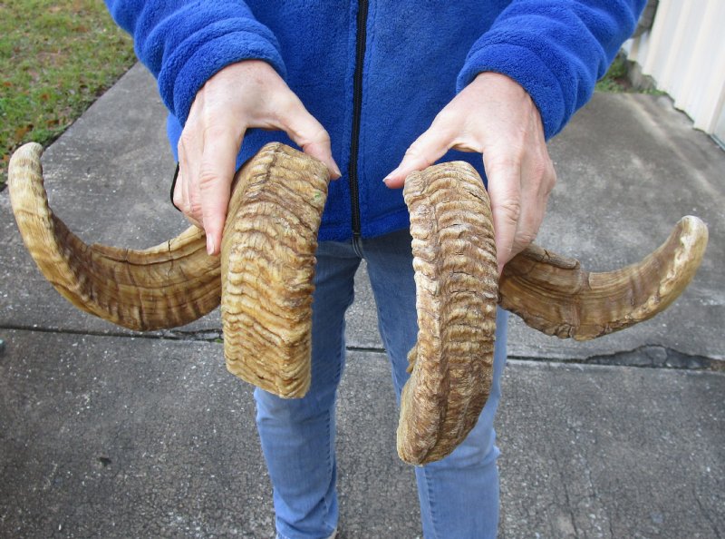 matching pair of ram sheep horns for sale.