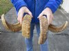 26 and 27 inch matching pair of ram sheep horns for sale. You are buying the pair of sheep horns pictured for $70 (Split and bad spot)