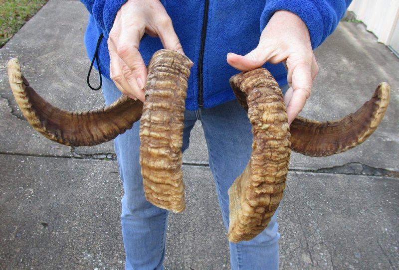 matching pair of ram sheep horns for sale.