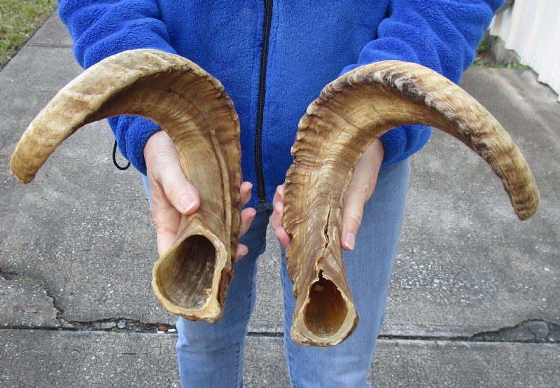 matching pair of ram sheep horns for sale.