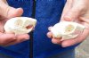 Two North American Grey Squirrel Skulls 2-1/4 inches - You are buying the squirrel skulls shown for $30/lot