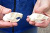 Two North American Grey Squirrel Skulls 2-1/4 inches - You are buying the squirrel skulls shown for $30/lot