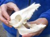 6 inch wild boar skull, commercial grade - You are buying the skull pictured for $30