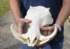 13 inch long African Warthog Skull for sale with 6 inch Ivory tusks - You are buying this one for $145