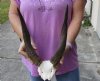 Bushbuck Skull Plate and Horns 12 and 12-1/2 inches - Review all photos. You are buying the skull plate and horns shown for $45.00 