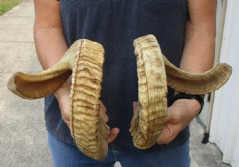 25 and 26 inch matching pair of ram sheep horns for sale for $70