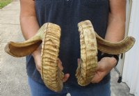 25 and 26 inch matching pair of ram sheep horns for sale. You are buying the pair of sheep horns pictured for $70