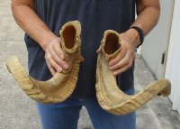 25 and 26 inch matching pair of ram sheep horns for sale. You are buying the pair of sheep horns pictured for $70
