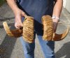 24 and 25 inch matching pair of ram sheep horns for sale. You are buying the pair of sheep horns pictured for $60