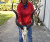 Kudu Skull for Sale with 38 inch Horns - You are buying this one for $225 (broken nose)