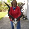 Kudu Skull for Sale with 42 inch Horns - You are buying this one for $192 (broken nose and missing one tooth)