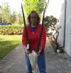#2 grade Gemsbok Skull with 34 and 35 inch horns - Review all photos. You are buying the one shown for $110.00 (Rough horn tip and missing back of skull)