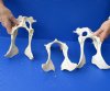 3 piece lot of Deer pelvis bones 10 inches long. You are buying the pelvis bones pictured for $40.00
