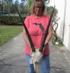 #2 grade Gemsbok Skull with 25 inch horns - Review all photos. You are buying the one shown for $110.00 (Broken nose)