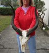 Kudu Skull for Sale with 25-1/2 inch Horns - You are buying this one for $175