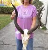 Kudu Skull for Sale with 24 inch Horns - You are buying this one for $165 (broken nose and damage to skull)
