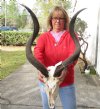 Kudu Skull for Sale with 33-1/2 and 34-1/2 inch Horns - You are buying this one for $245