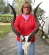 Kudu Skull for Sale with 33-1/2 and 34 inch Horns - You are buying this one for $225