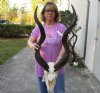 Kudu Skull for Sale with 35 inch Horns - You are buying this one for $225 (broken nose)