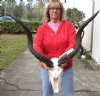Kudu Skull for Sale with 32 inch Horns - You are buying this one for $180
