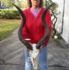 Kudu Skull for Sale with 33 and 34 inch Horns - You are buying this one for $225