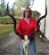 Kudu Skull for Sale with 42-1/2 and 43-1/2 inches Horns - You are buying this one for $295