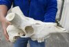 Kudu Skull with no horns - You are buying the kudu skull shown for $60.00 
