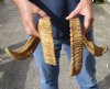 24 and 25 inch matching pair of ram sheep horns for sale. You are buying the pair of sheep horns pictured for $55