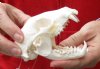Raccoon Skull measuring 4-1/2 inches long - You are buying the skull shown for $30 (missing teeth)