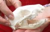 Raccoon Skull measuring 4-1/2 inches long - You are buying the skull shown for $30 (missing teeth)