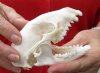 Raccoon Skull measuring 4-1/2 inches long - You are buying the skull shown for $30 (worn down front teeth)