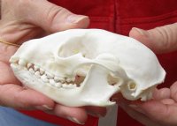 Raccoon Skull measuring 4-1/2 inches long - You are buying the skull shown for $30 (worn down front teeth)