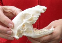 Raccoon Skull measuring 4-3/4 inches long - You are buying the skull shown for $30